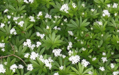 Лазаркиня (Galium odoratum) Лазаркиня (Galium odoratum)